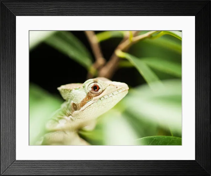 Framed Print : Serated Caquehesd Iguana on the leaf - Laemanctus serratus Framed Print : Serated Caquehesd Iguana on the leaf - Laemanctus serratus
