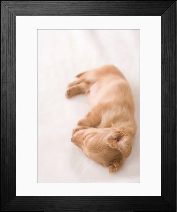 Framed Print : Miniature dachshund sleeping on a blanket Framed Print : Miniature dachshund sleeping on a blanket