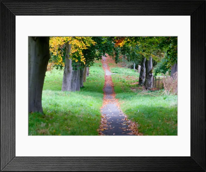 Framed Print : Path through trees Framed Print : Path through trees
