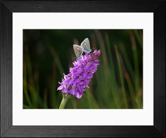 Framed Print : Common Blue Polyommatus icarus Mating on Marsh orchid Framed Print : Common Blue Polyommatus icarus Mating on Marsh orchid