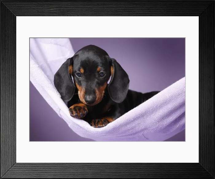 Framed Print : shorthaired Dachshund Puppy