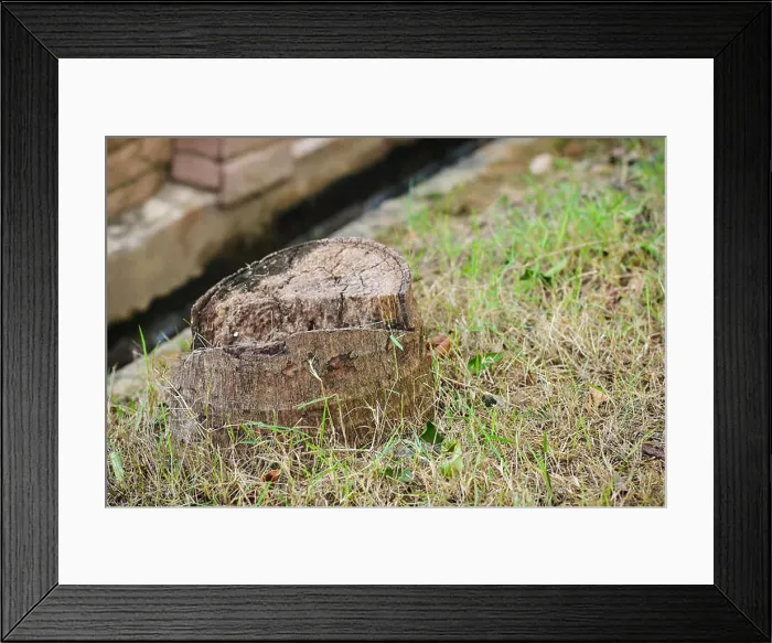 Framed Print : Tree stump in Nature Framed Print : Tree stump in Nature