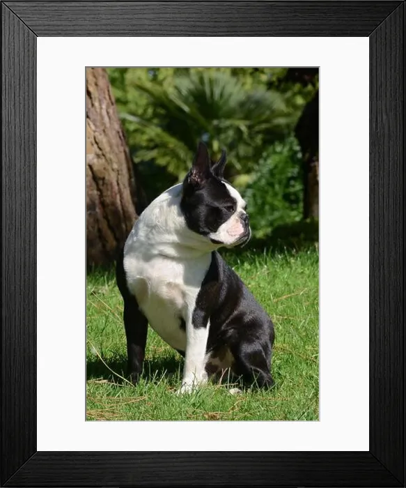 Framed Print : Boston terrier dog portrait in the garden Framed Print : Boston terrier dog portrait in the garden