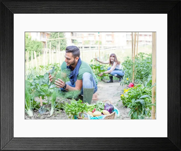 Framed Print : young couple collects vegetables in the garden