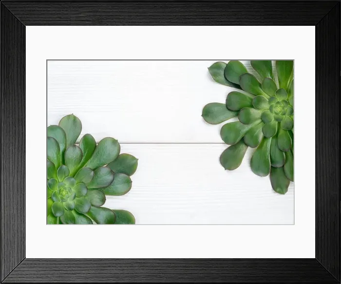 Framed Print : Green aeonium plants on a white wooden background, from above view Framed Print : Green aeonium plants on a white wooden background, from above view