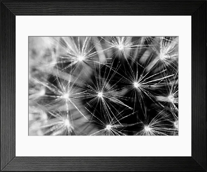 Framed Print : Close up shot of a Dandelion seed head showing the still attached individual seeds converted to a black and white Framed Print : Close up shot of a Dandelion seed head showing the still attached individual seeds converted to a black and white