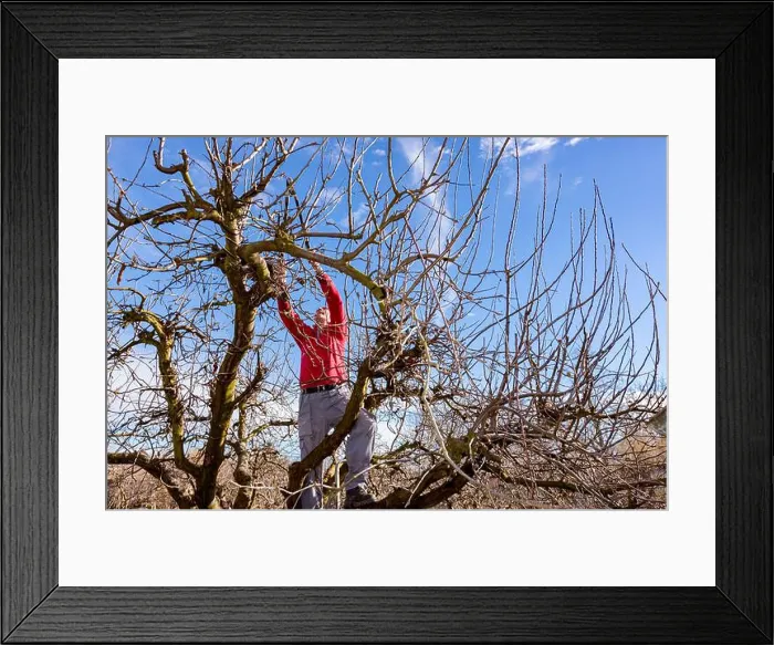 Framed Print : Elderly man, gardener is climbed up in treetop, he is pruning branches of fruit trees using loppers at early springtime Framed Print : Elderly man, gardener is climbed up in treetop, he is pruning branches of fruit trees using loppers at early springtime