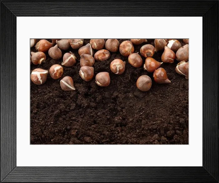Framed Print : Tulip bulbs on ground background, copy space Framed Print : Tulip bulbs on ground background, copy space