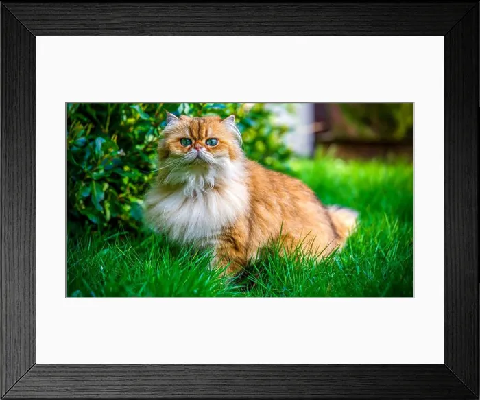 Framed Print : A plush NY11 British Longhair with a golden coat stands poised in a verdant garden, gazing forward with quiet confidence Framed Print : A plush NY11 British Longhair with a golden coat stands poised in a verdant garden, gazing forward with quiet confidence