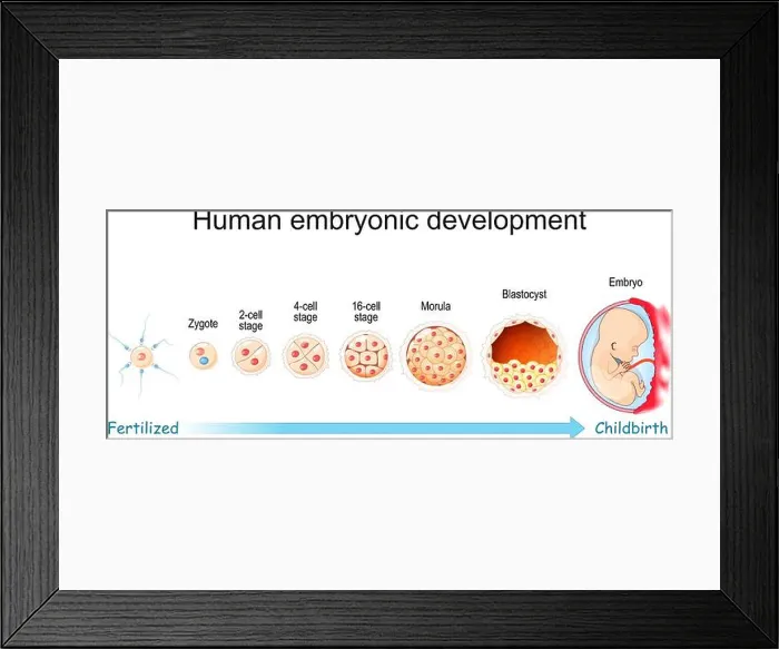 Framed Print : Human embryonic development. From Fertilization to Childbirth Framed Print : Human embryonic development. From Fertilization to Childbirth