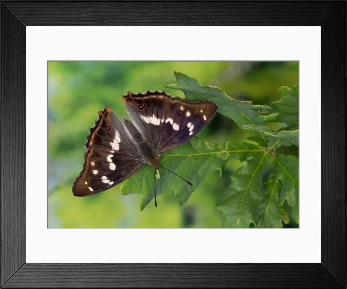 Framed Print : Großer Schillerfalter, Männchen Framed Print : Großer Schillerfalter, Männchen