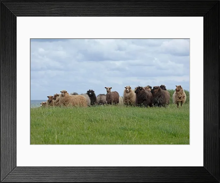 Framed Print : Norwegian sheep on the dike, Falshoeft, Geltinger Birk, Schleswig-Holstein, Germany Framed Print : Norwegian sheep on the dike, Falshoeft, Geltinger Birk, Schleswig-Holstein, Germany