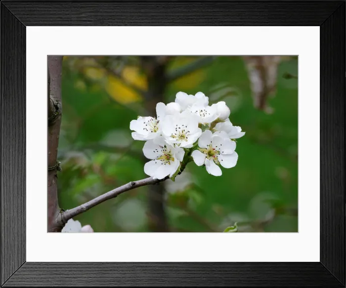 Framed Print : white flowers of pear tree in a garden Framed Print : white flowers of pear tree in a garden