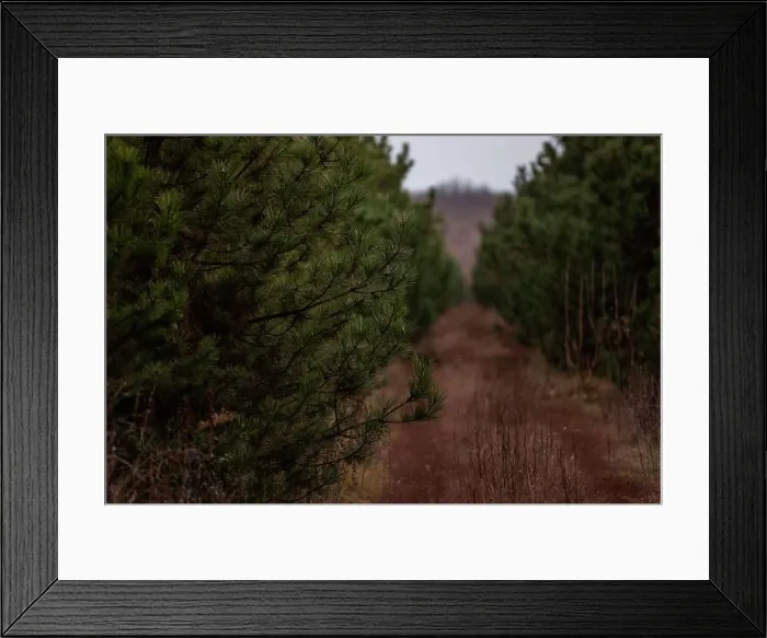 Framed Print : Brown wide rural path among a green coniferous forest of pines and firs Framed Print : Brown wide rural path among a green coniferous forest of pines and firs