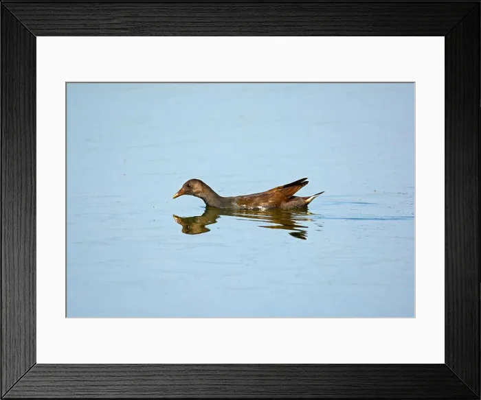 Framed Print : Moorhen, Female swimming Framed Print : Moorhen, Female swimming