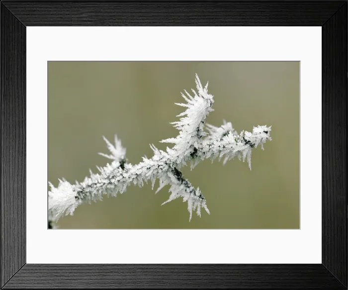 Framed Print : Close up wintry scene of spiky hoar frost on a frozen branch plant showing ice crystals taken in Bristol, UK Framed Print : Close up wintry scene of spiky hoar frost on a frozen branch plant showing ice crystals taken in Bristol, UK