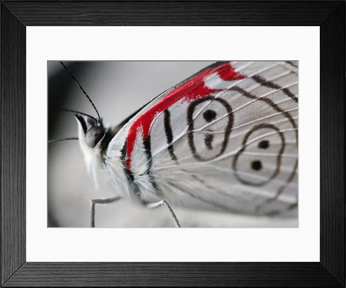 Framed Print : 'Eighty-eight butterfly, ' Diaethria sp. Common name derived from the markings on its hind wings that resemble an '88.' Framed Print : 'Eighty-eight butterfly, ' Diaethria sp. Common name derived from the markings on its hind wings that resemble an '88.'