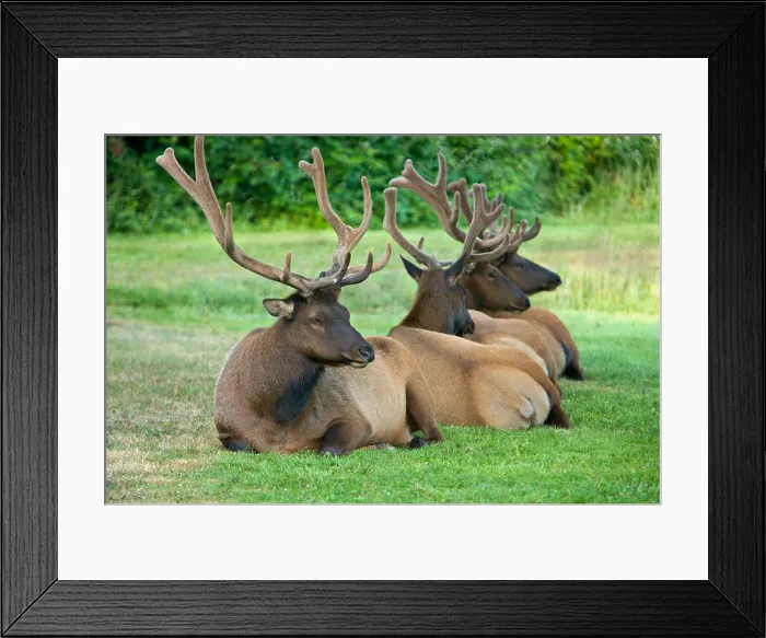 Framed Print : Bull Elks 'Roosevelt' in velvet, Prairie Creek State Park Framed Print : Bull Elks 'Roosevelt' in velvet, Prairie Creek State Park