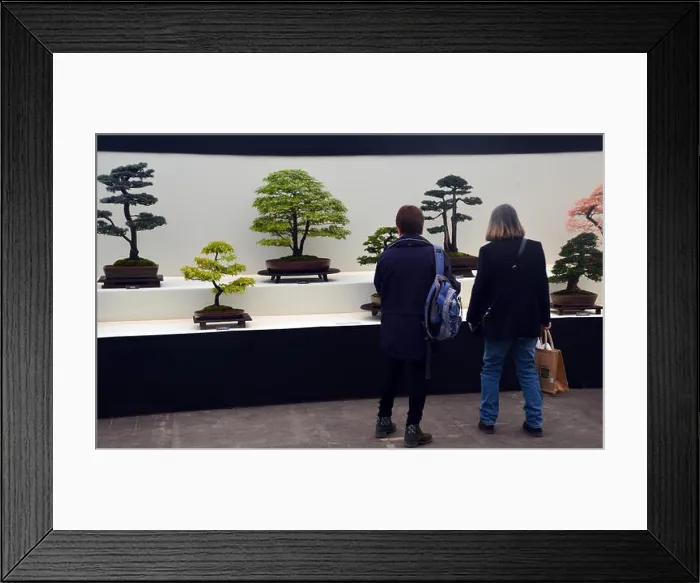 Framed Print : Two Women Looking at Bonsai Trees on Display in the Plant Pavilion at the Harrogate Spring Flower Show. Yorkshire UK Framed Print : Two Women Looking at Bonsai Trees on Display in the Plant Pavilion at the Harrogate Spring Flower Show. Yorkshire UK
