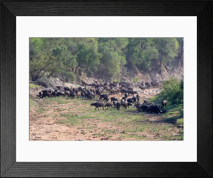 Framed Print : Cape buffalo, black buffalo, African buffalo (Syncerus caffer) Framed Print : Cape buffalo, black buffalo, African buffalo (Syncerus caffer)