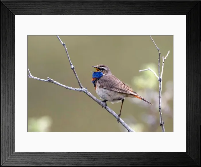Framed Print : bluethroat (Luscinia svecica svecica), singing male in breeding plumage on a branch, side view, Germany Framed Print : bluethroat (Luscinia svecica svecica), singing male in breeding plumage on a branch, side view, Germany