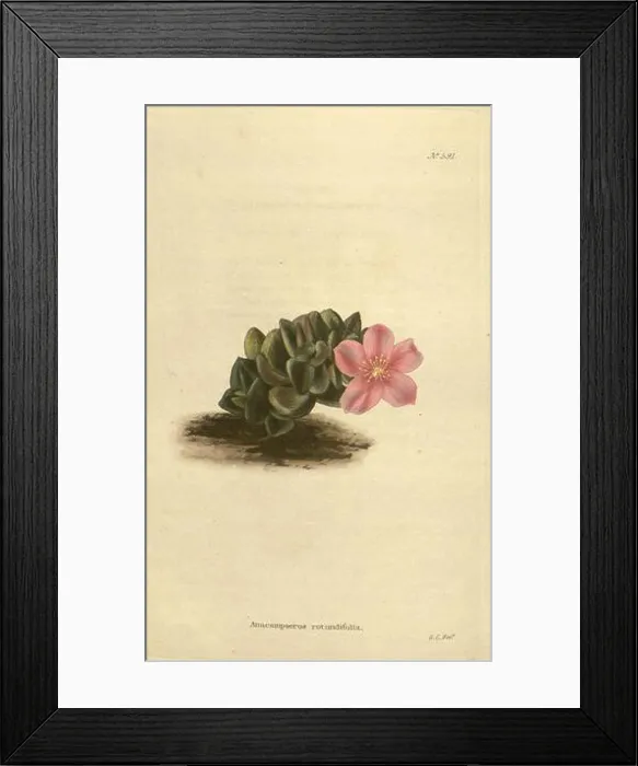 Framed Print : The botanical cabinet London John Arthur Arch 1817-1833 Framed Print : The botanical cabinet London John Arthur Arch 1817-1833
