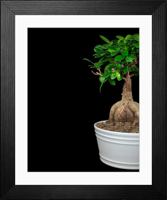 Framed Print : Ginseng Ficus Bonsai tree growing in white pot isolated on black background