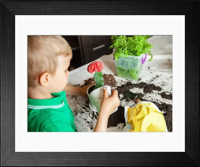 Framed Print : Boy watering cactus on table at home Framed Print : Boy watering cactus on table at home