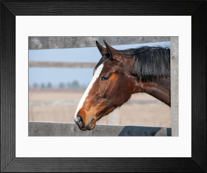 Framed Print : Horse head in the farm yard early spring close up, side view Framed Print : Horse head in the farm yard early spring close up, side view