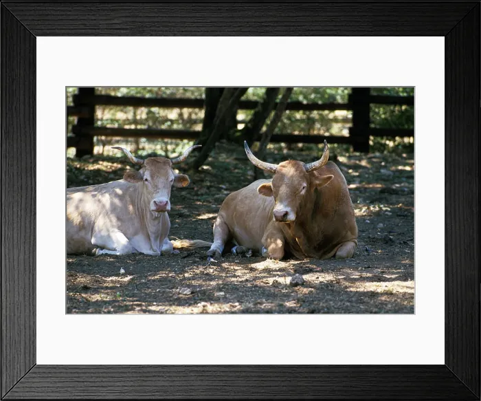 Framed Print : Pyrenean Cow or Blonde des Pyrenees, Domestic Cattle from France Framed Print : Pyrenean Cow or Blonde des Pyrenees, Domestic Cattle from France