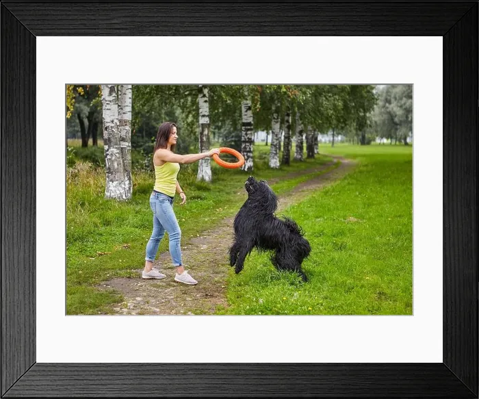 Framed Print : Black briard is playing with female owner using toy ring in the public park Framed Print : Black briard is playing with female owner using toy ring in the public park