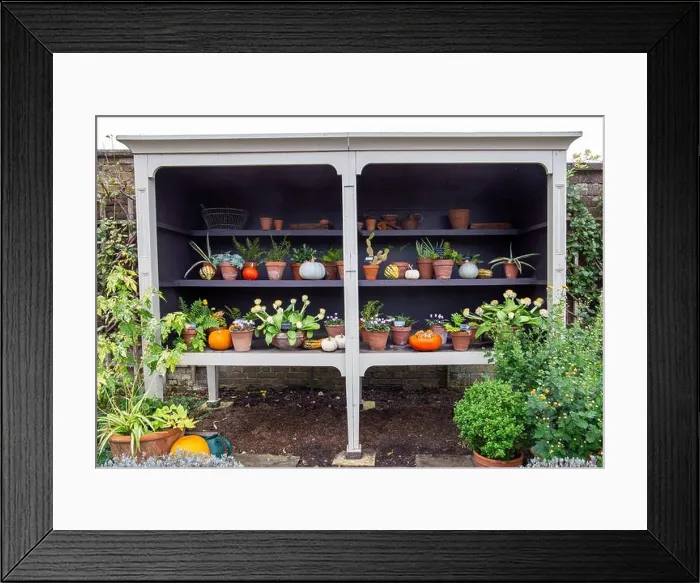 Framed Print : Outdoor shelving unit filled with various potted plants, pumpkins, and gourds, showcasing a vibrant garden scene Framed Print : Outdoor shelving unit filled with various potted plants, pumpkins, and gourds, showcasing a vibrant garden scene