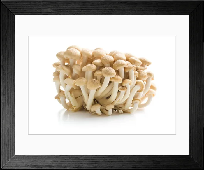 Framed Print : brown shimeji mushrooms Framed Print : brown shimeji mushrooms