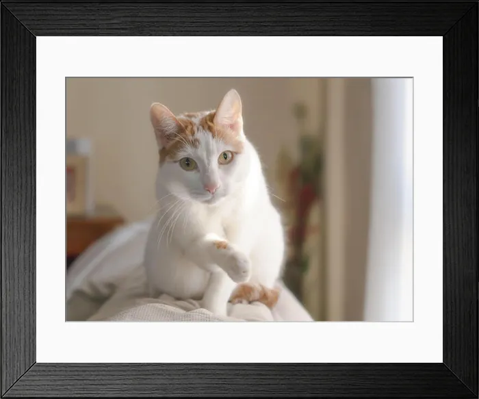 Framed Print : Adorable white cat with brown spots climbed on a couch, stretching its paw Framed Print : Adorable white cat with brown spots climbed on a couch, stretching its paw