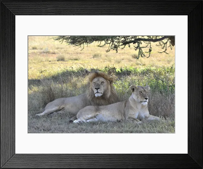 Framed Print : The lion and lioness have a rest in an acacia shade Framed Print : The lion and lioness have a rest in an acacia shade