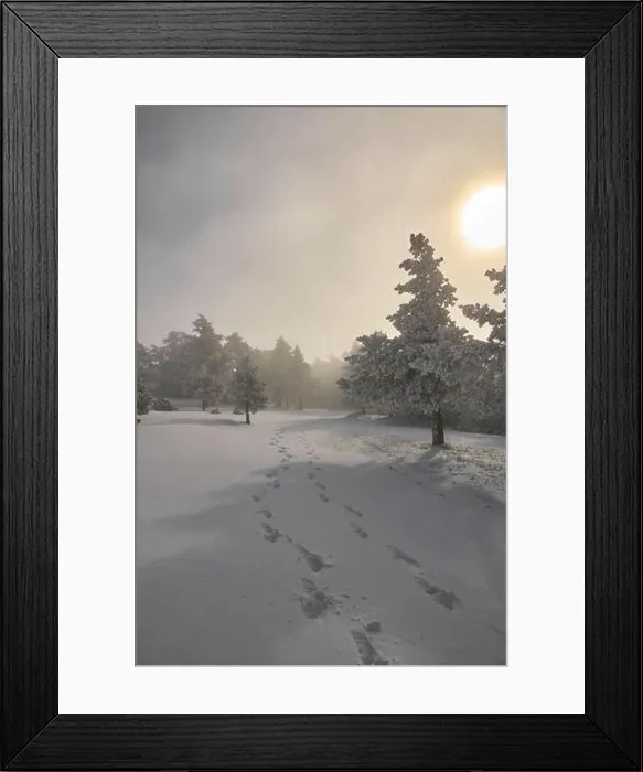 Framed Print : Footprints in snow through winter forest during sunrise Framed Print : Footprints in snow through winter forest during sunrise