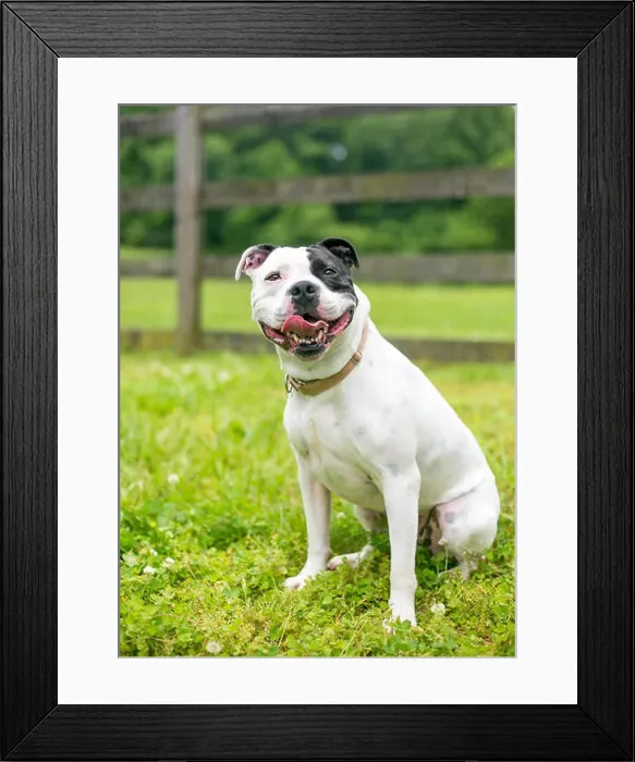 Framed Print : A happy black and white Staffordshire Bull Terrier dog Framed Print : A happy black and white Staffordshire Bull Terrier dog