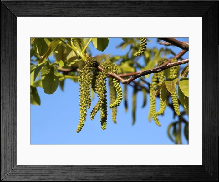 Framed Print : Spring flowering on a branch of a walnut tree Framed Print : Spring flowering on a branch of a walnut tree