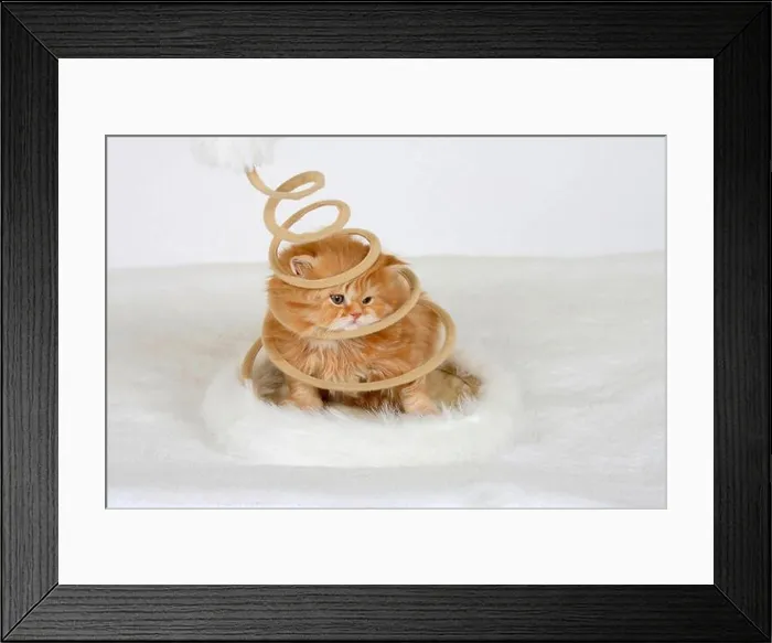 Framed Print : British longhair cat, kitten, 5 weeks, red-tabby, in spiral, Highlander, Lowlander, Britanica, BLH, toy Framed Print : British longhair cat, kitten, 5 weeks, red-tabby, in spiral, Highlander, Lowlander, Britanica, BLH, toy