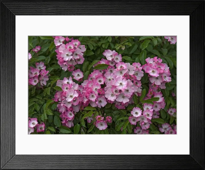 Framed Print : Pink flowering rose Ghislaine de Feligonde (Rosa Multiflora-Hybride), Germany Framed Print : Pink flowering rose Ghislaine de Feligonde (Rosa Multiflora-Hybride), Germany
