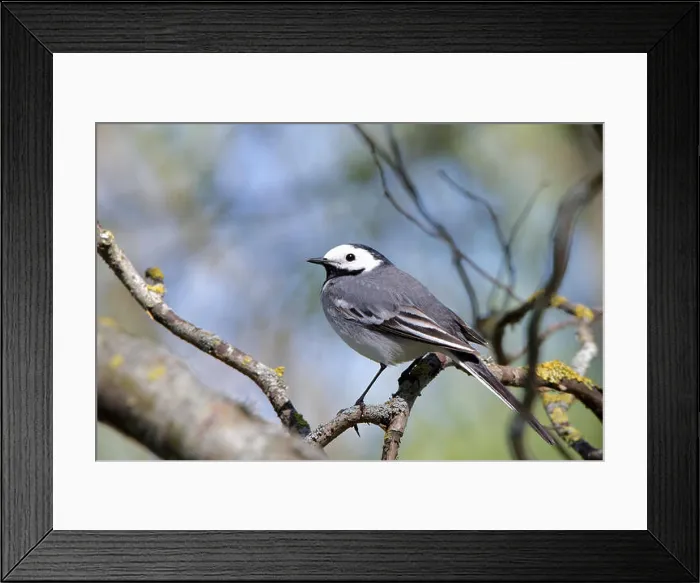 Framed Print : White wagtail (Motacilla alba) is a small passerine bird in the wagtail family Motacillidae Framed Print : White wagtail (Motacilla alba) is a small passerine bird in the wagtail family Motacillidae