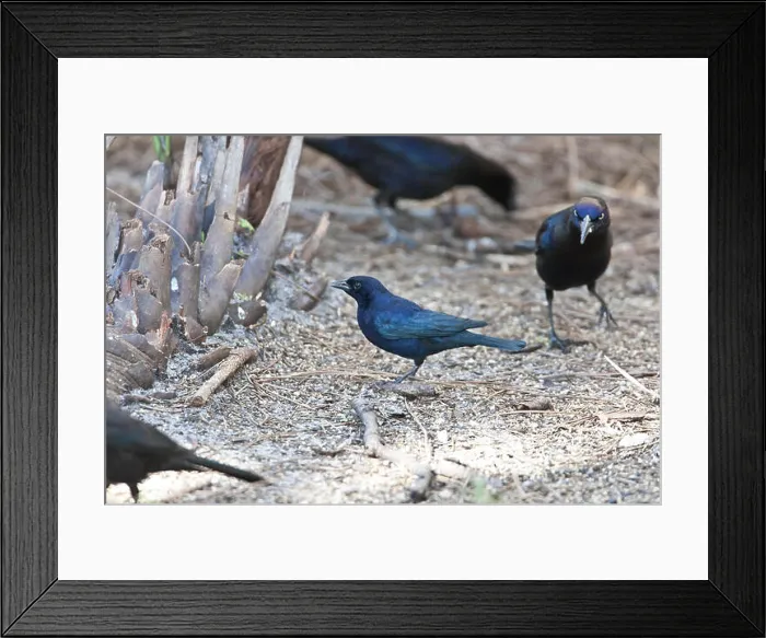 Framed Print : Rare Shiny Cowbird, Molothrus bonariensis, feeding at Corkscrew Swamp Sanctuary, Florida, USA Framed Print : Rare Shiny Cowbird, Molothrus bonariensis, feeding at Corkscrew Swamp Sanctuary, Florida, USA