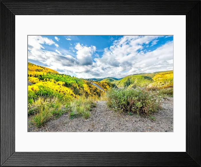 Framed Print : Purple blue fall aster daisy shrub flowers in Gilman Framed Print : Purple blue fall aster daisy shrub flowers in Gilman