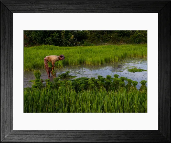 Framed Print : A lone Khmer woman planting a rice field wearing a krama (a traditional Cambodian scarf) Framed Print : A lone Khmer woman planting a rice field wearing a krama (a traditional Cambodian scarf)