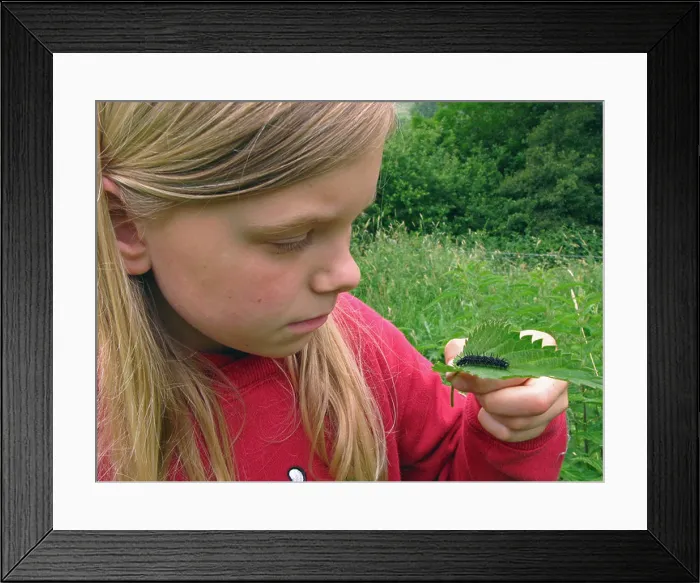 Framed Print : peacock moth, peacock (Inachis io, Nymphalis io), girl watching caterpillar on a leaf Framed Print : peacock moth, peacock (Inachis io, Nymphalis io), girl watching caterpillar on a leaf