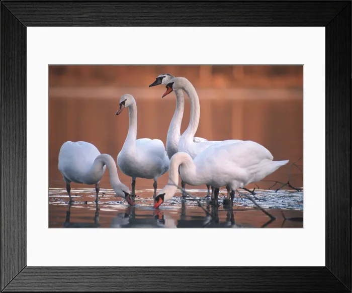 Framed Print : mute swan (Cygnus olor), standing in water, Germany, Bavaria Framed Print : mute swan (Cygnus olor), standing in water, Germany, Bavaria