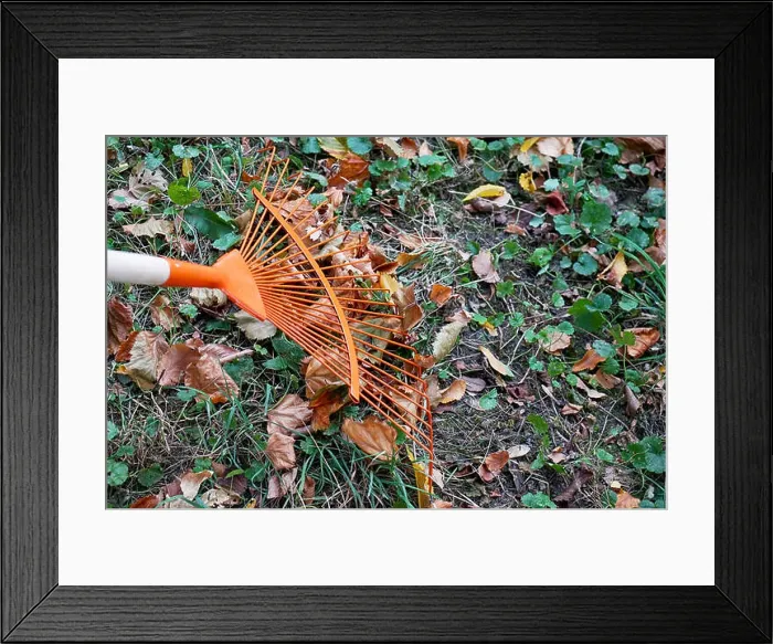Framed Print : Heap of fall leaves with fan rake on lawn, closeup Framed Print : Heap of fall leaves with fan rake on lawn, closeup