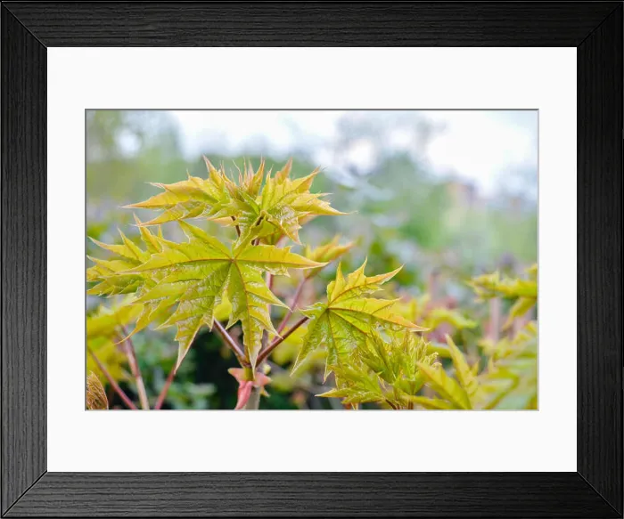 Framed Print : Maple tree branch on blurred background Framed Print : Maple tree branch on blurred background