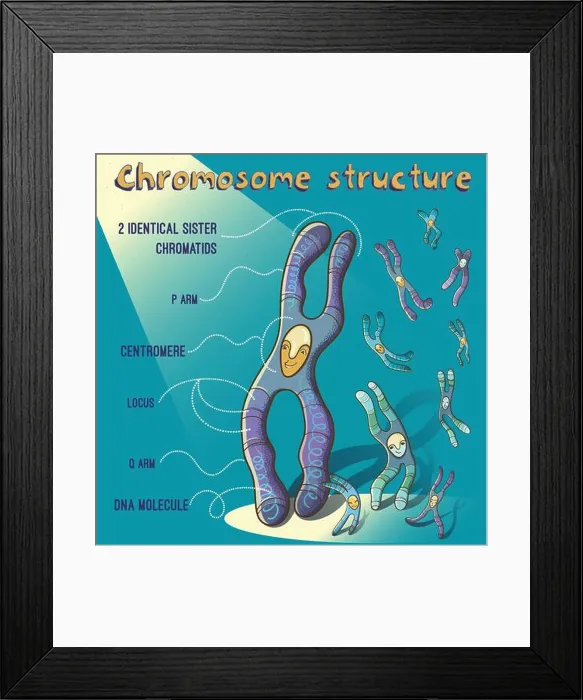 Framed Print : Vector cartoon illustration of chromosome structure for children. Cheerful image for education in school Framed Print : Vector cartoon illustration of chromosome structure for children. Cheerful image for education in school