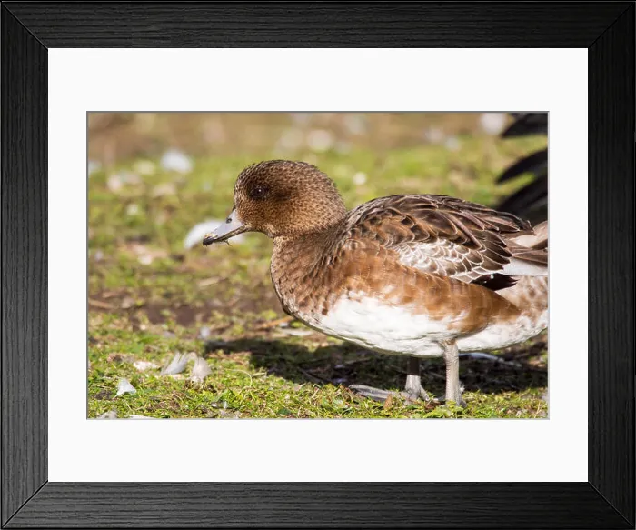 Framed Print : A female Wigeon, Anas penelope on the widlfowl lake at Grange over Sands, Cumbria, UK Framed Print : A female Wigeon, Anas penelope on the widlfowl lake at Grange over Sands, Cumbria, UK